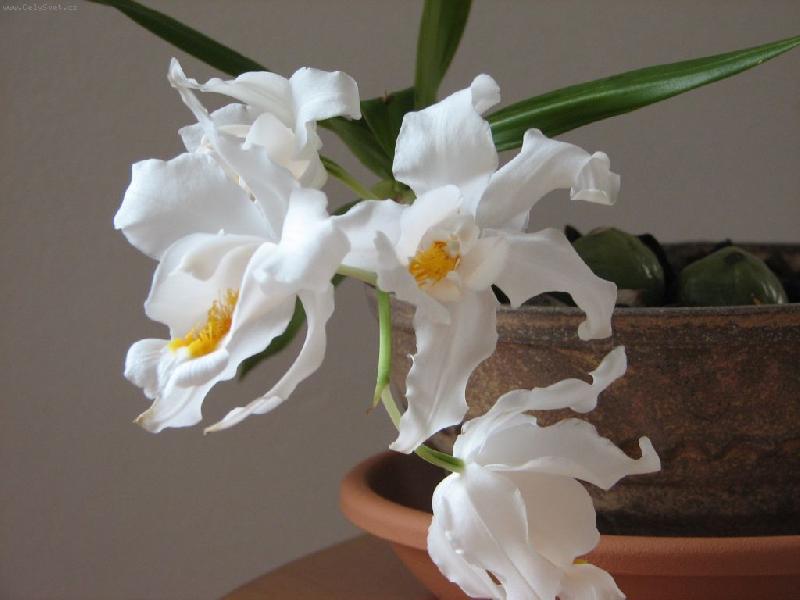 Foto: Coelogyne Oristata