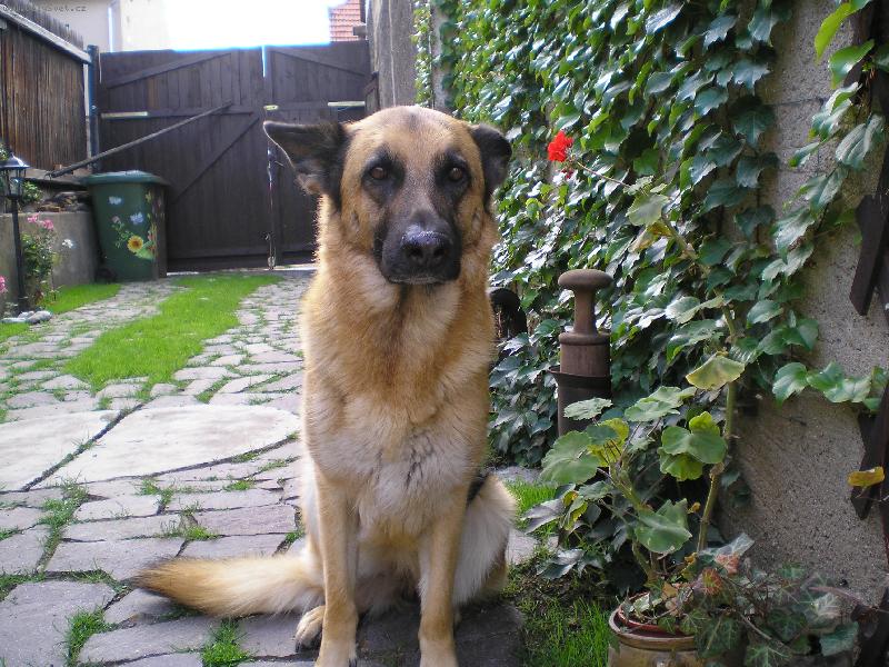 Foto: Oty Abea-stále krásná hlídačka