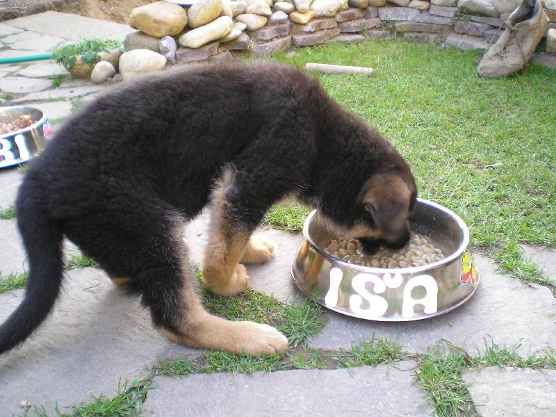 Foto: Išinka-už mám tři měsíce a mám stále hlad