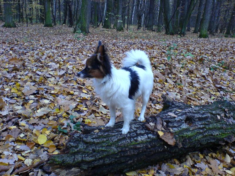 Foto: Enie Zitmar-Eninka na výzvědách...