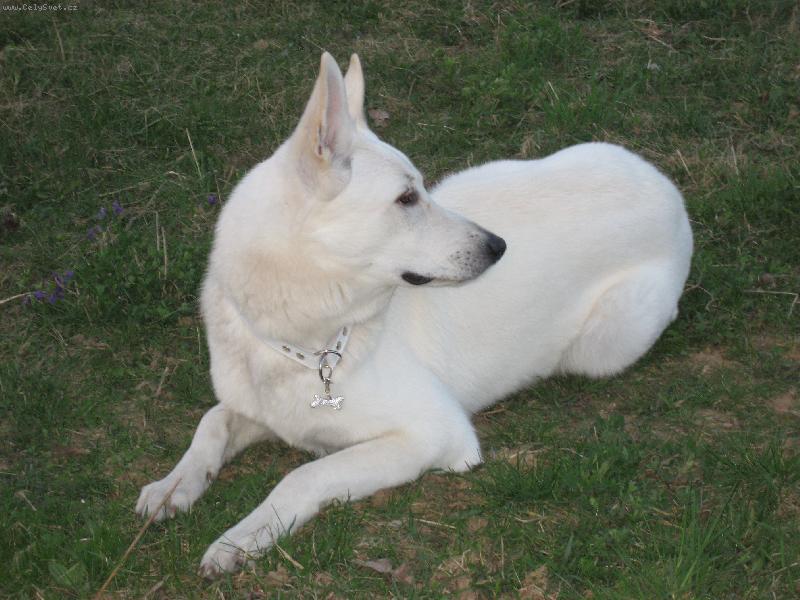 Foto: ALBIS-Albisek leží