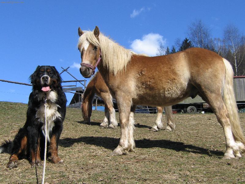 Foto: Kámoši-můj hafánek Brit s ročním hříbátkem Sunnym