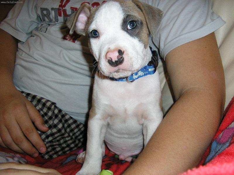 Foto: BRUS - zlatíčko