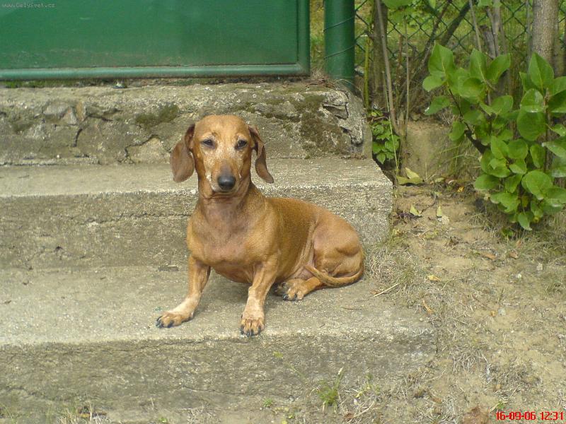 Foto: Betulinka na chatečce...-Betulinka na chatečce
