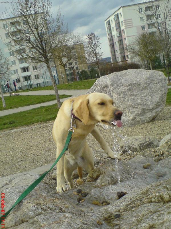 Foto: žíznívá Bára-velká žízen