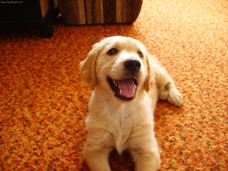 Foto: Angie-Typický smích když dám nějaký povel :)