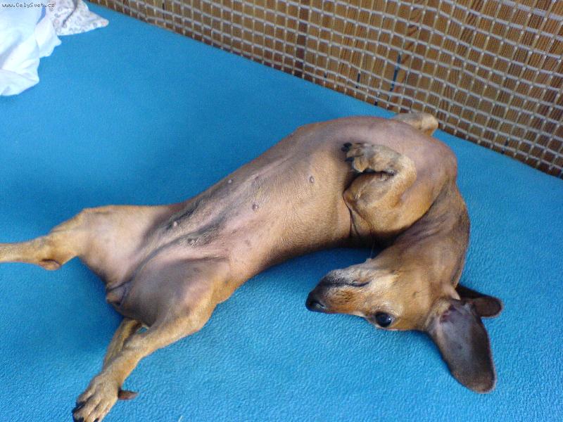 Foto: povel:mrtvej pejsek...-povel:mrtvej pejsek...