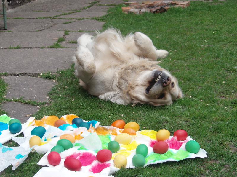 Foto: já ty vejce rozválím!-....ale nerozválel :)......