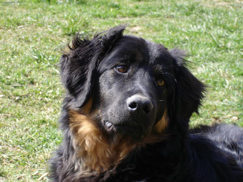 Foto: Max - 7 měsíců-Hovawart