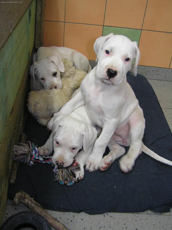 Foto: Damia   Dragon   Don T Blanský les