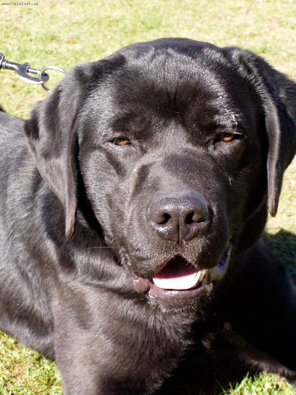 Foto: Muj hafínek-Současná foteška