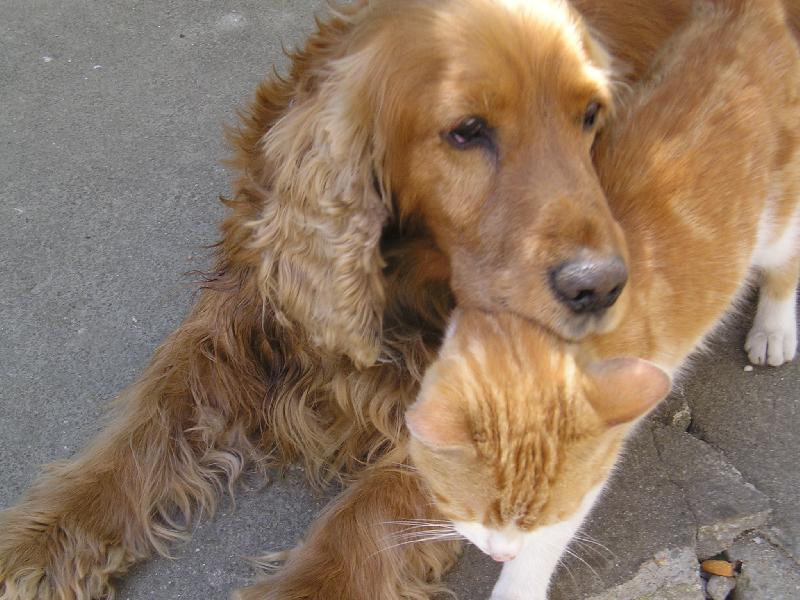 Foto: jesik a salem-zrzaví kamarádi