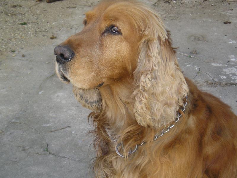 Foto: jesin-jesik hlídá