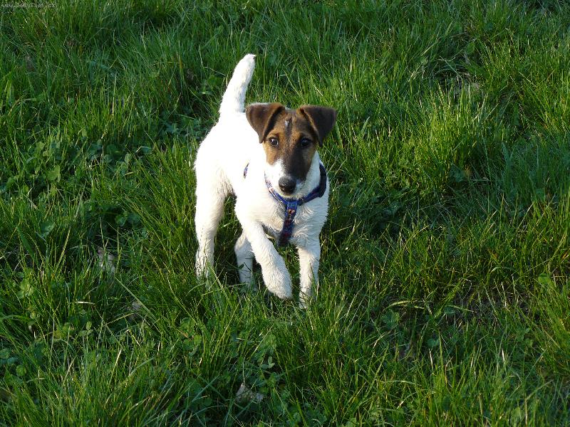 Foto: Kira v trávě-Co se děje v trávě?