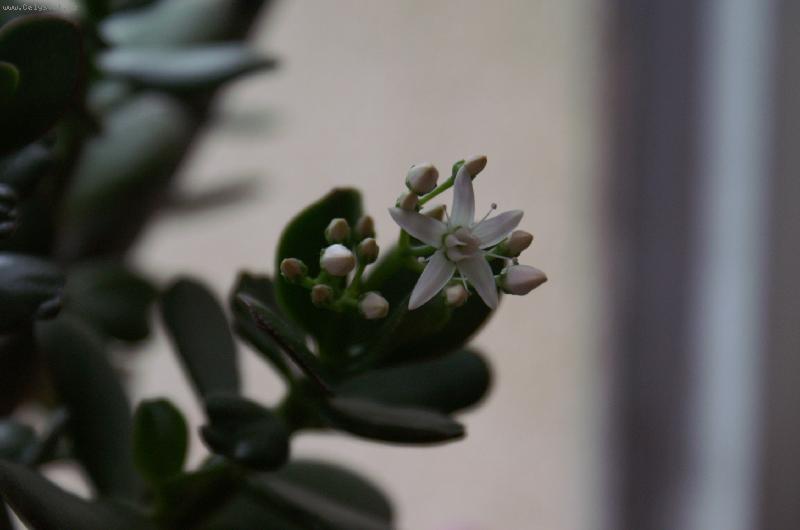 Foto: kvetoucí tlustice-Stal se zázrak rozkvetla mi