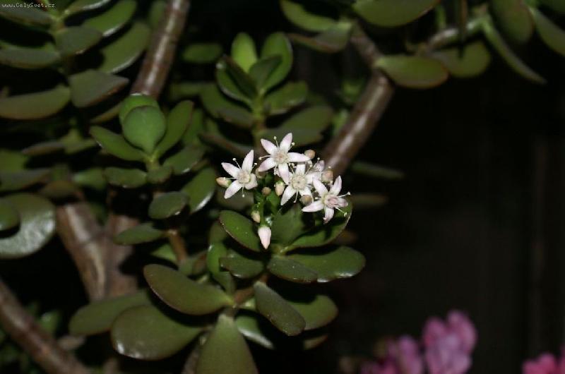 Foto: kvetoucí tlustice-Stal se zázrak rozkvetla mi