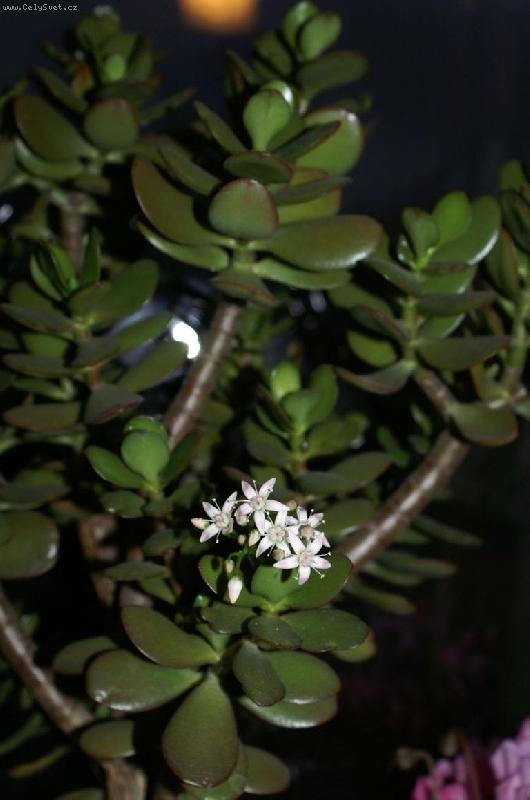 Foto: kvetoucí tlustice-Stal se zázrak rozkvetla mi
