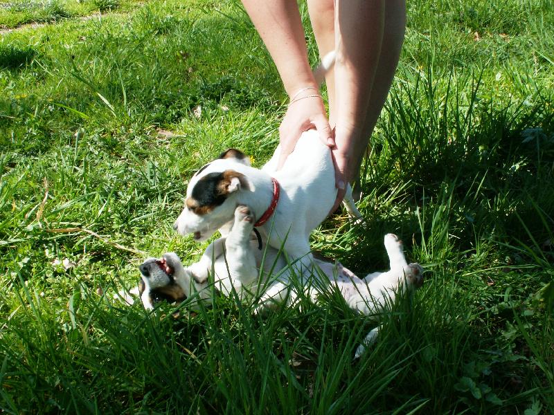 Foto: Agnes s náhodným kámošem-Prvně sem si hrála se skoro stejným pejskem, byl to tedy Jack, ale byl super