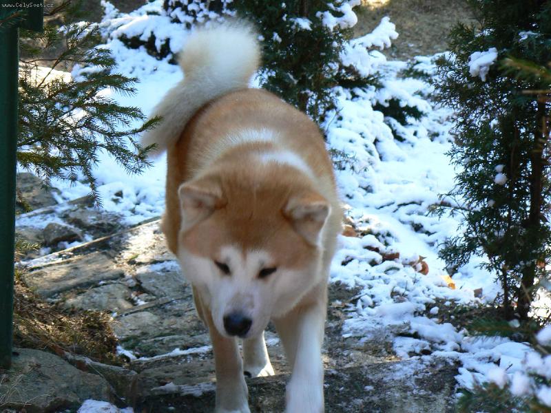 Foto: Agasschi jako sněžný vlk-Fotka z Jeseníků - únor 2007