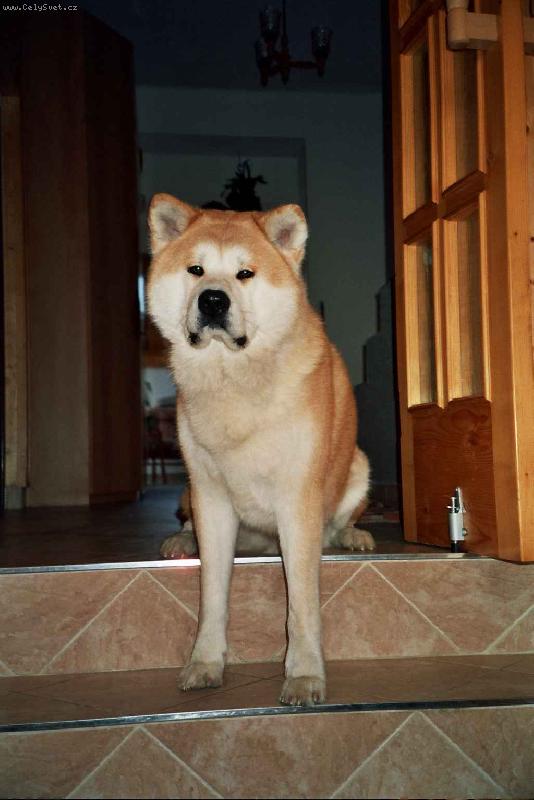 Foto: Dvouletý Agasschi-Tady hlídám já