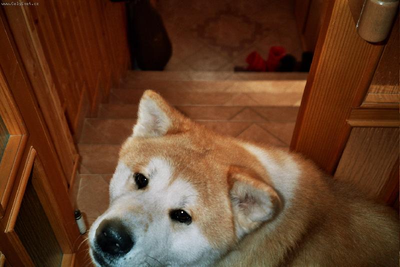 Foto: Děláš něco?-Agiho hlava - kontrola člověka u PC