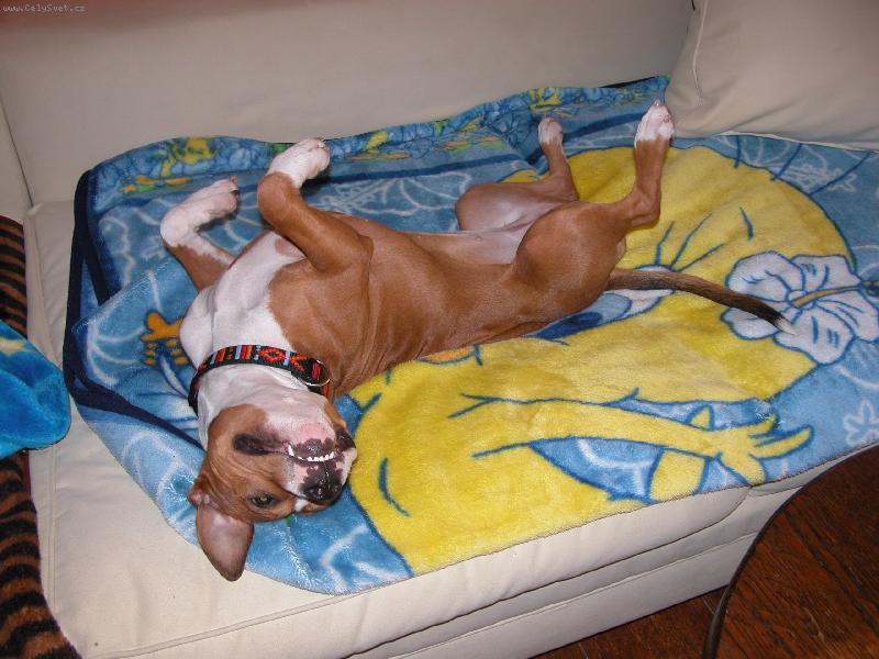 Foto: Doma-Pohoda na Gauči