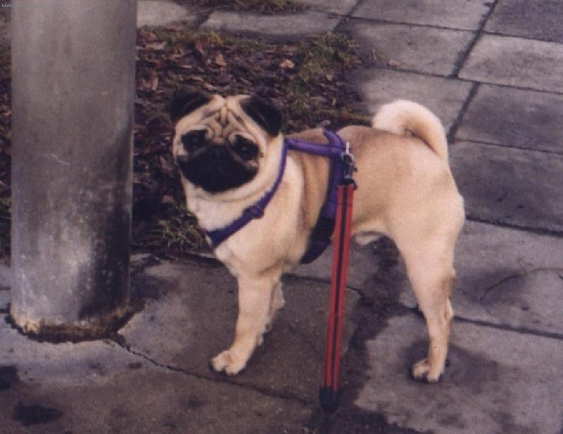 Foto: Bertík Jakapa