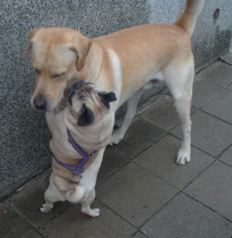 Foto: Přátelské obětí-Mopsík Bertík a labrador Archibald