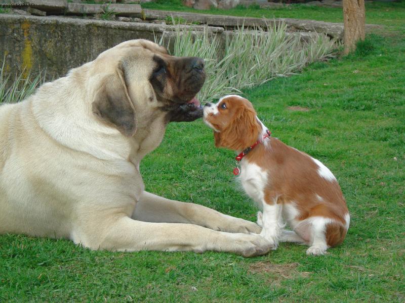 Foto: Nelinka a Lily-... nějak se domluvíme...