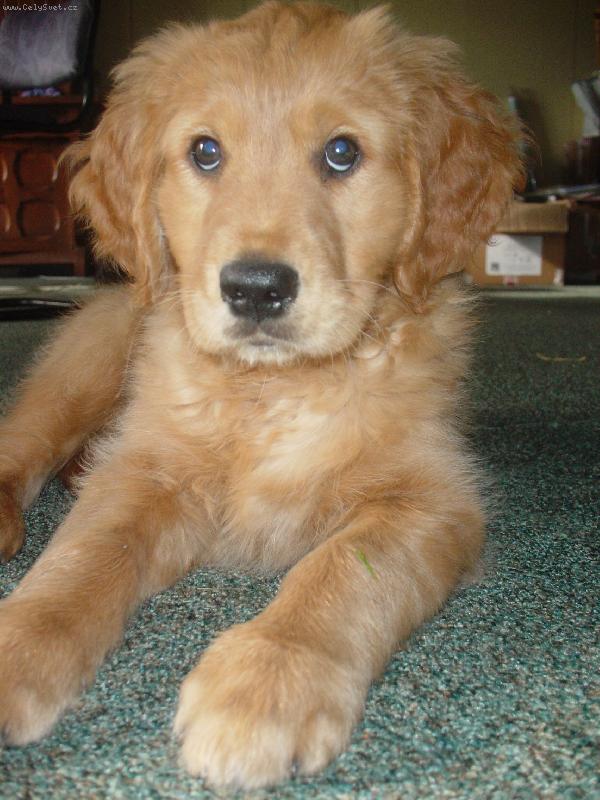 Foto: prosim prosim smutne koukam ; )))-Nase psi miminko