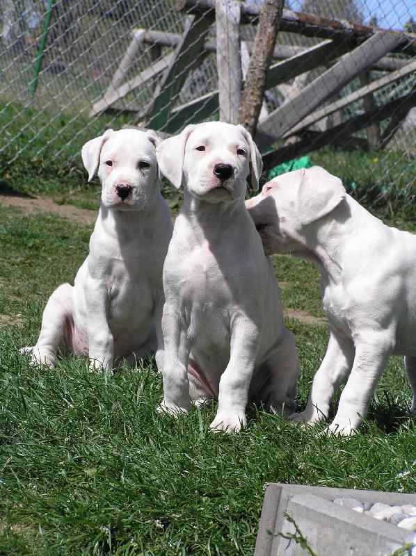 Foto: Dragon   Damia   Don T Blanský les