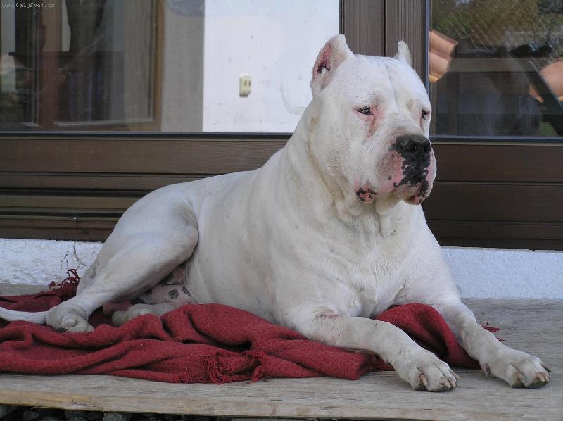 Foto: Ricardo C. de L. de Vianini