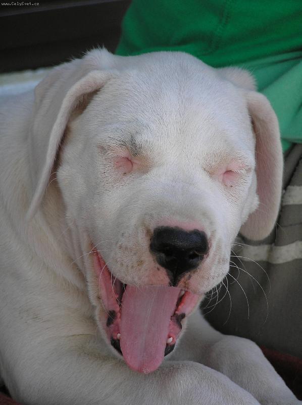 Foto: smějící se Damia Blanský les