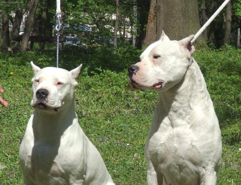 Foto: Zásnuby!!-Multi Ch. Hecla dei Falchi Bianchi se svým nastávajícím- Caucau de El Tumi