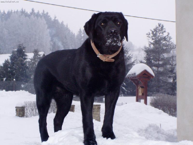 Foto: Hafínek-V zimě