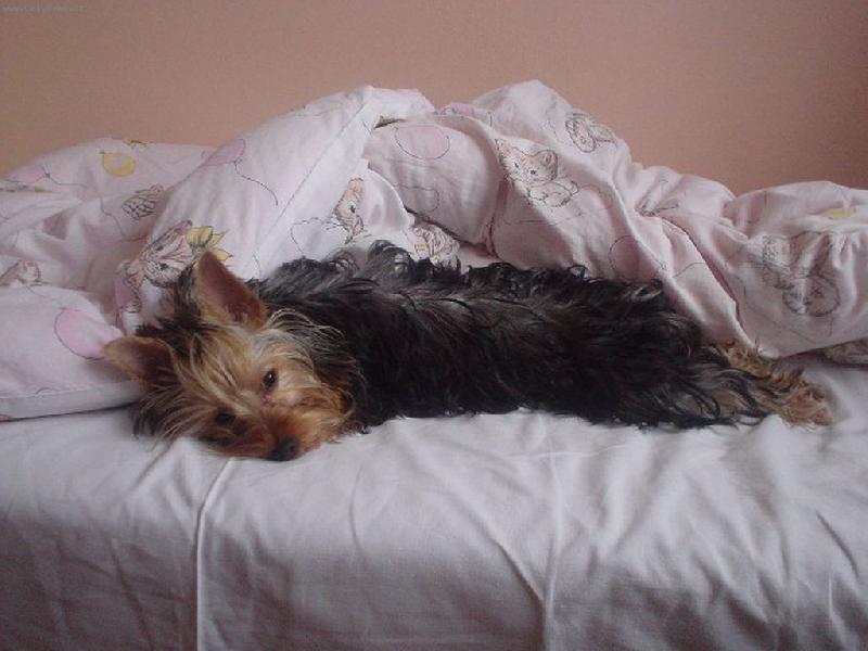 Foto: Nela-Nelinka odpočívá.