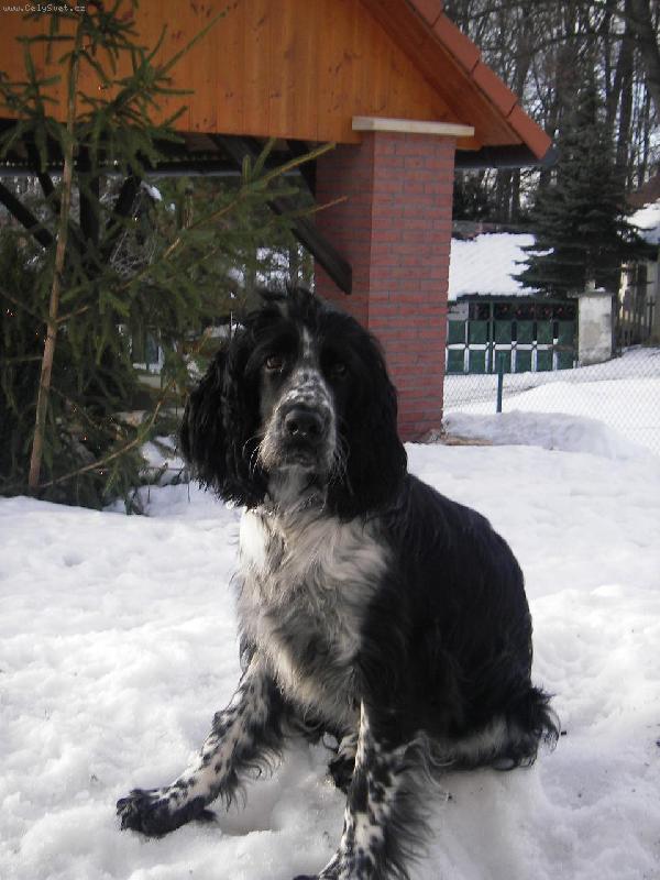 Foto: Archie-To se to sedí v měkkým