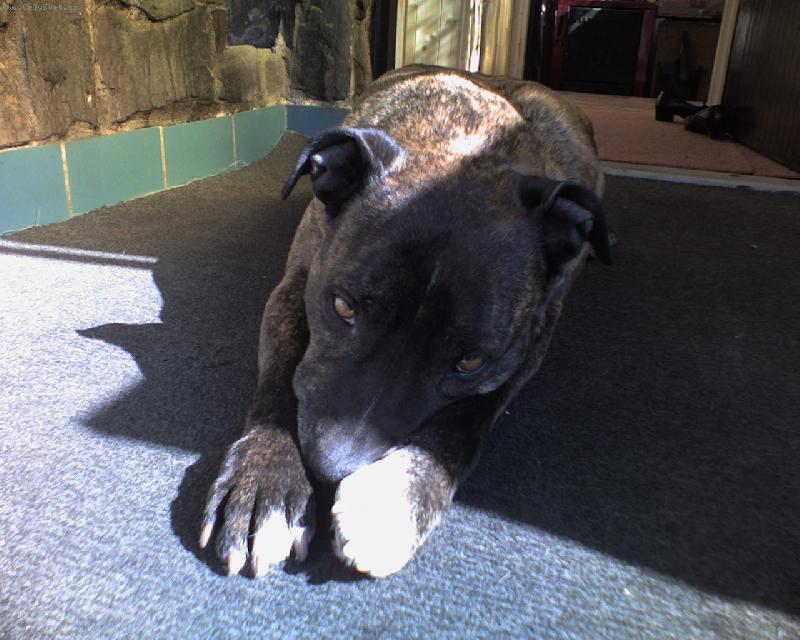 Foto: Dej mi pokoj, dneska nebudu nic trhat.-prostě relax