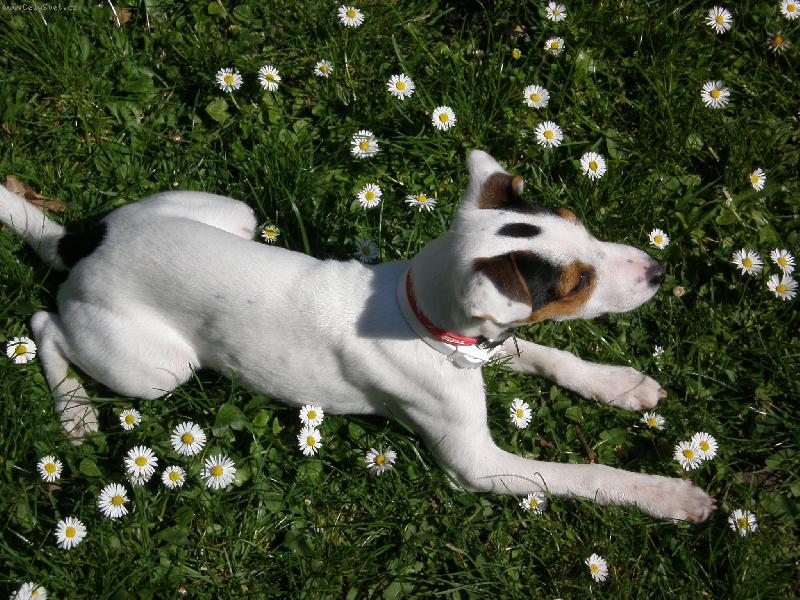 Foto: Agnes-s kytičkami