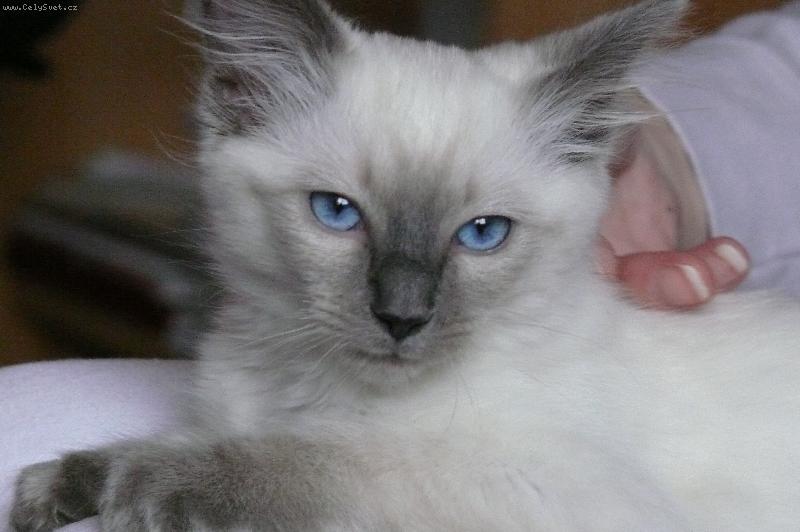 Foto: Beruška-Beruška