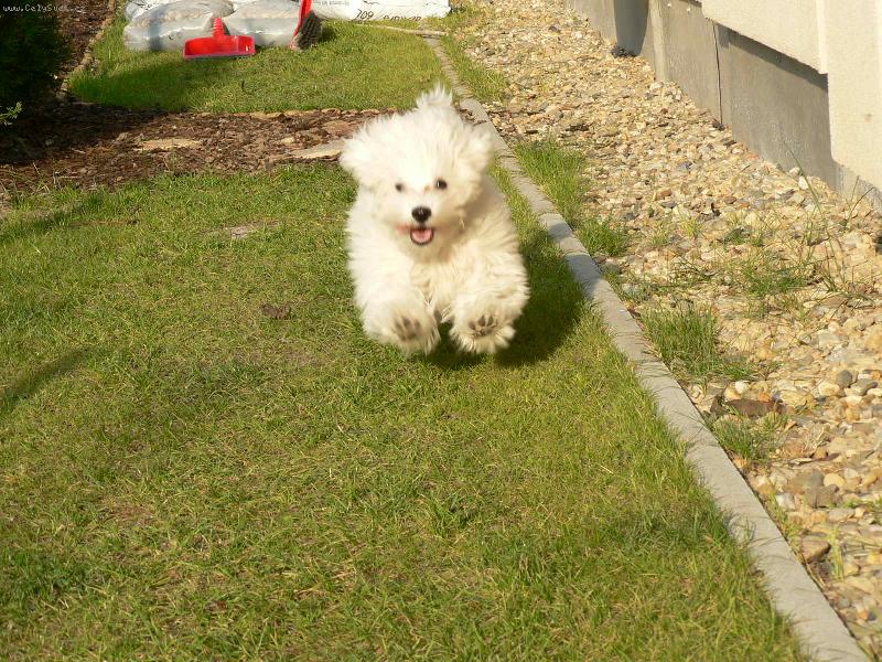 Foto: Běžící Matýsek