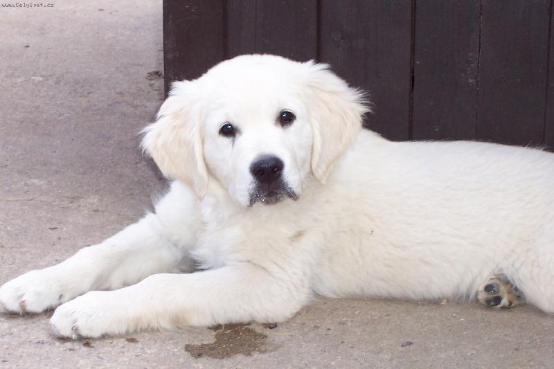 Foto: Zlatý retriever-Merlin Golden Erinor