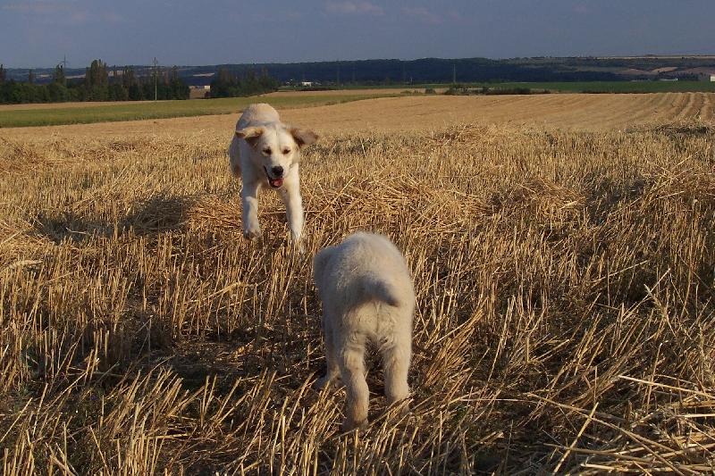 Foto: krásné léto-Merlin a Arlet