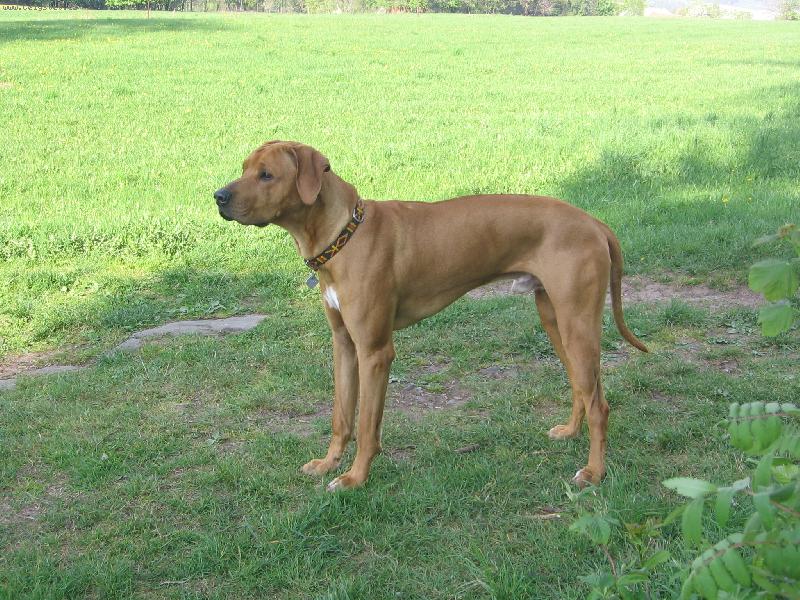 Foto: Pejsek-Pozuju dobře?