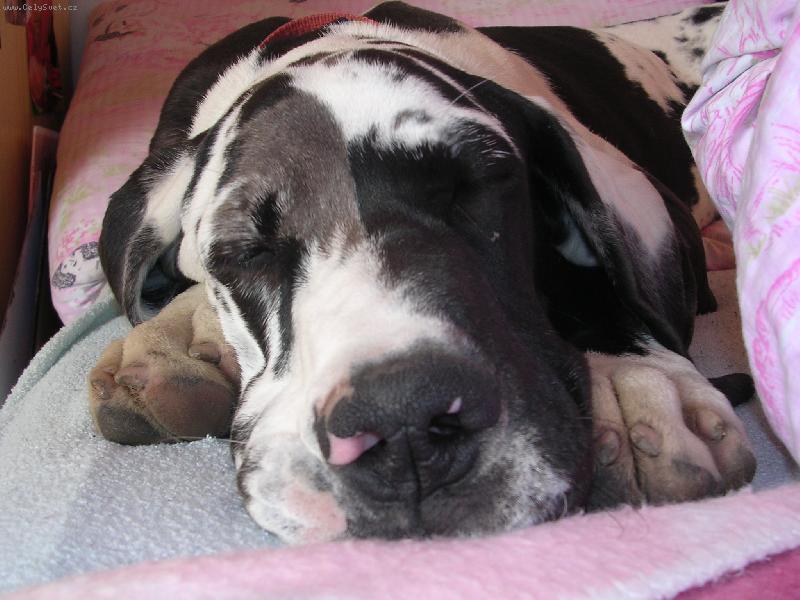 Foto: Aduška spinká :)