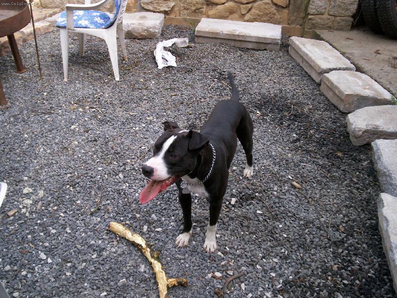 Foto: Odin-Tady Hlídam  JÁ