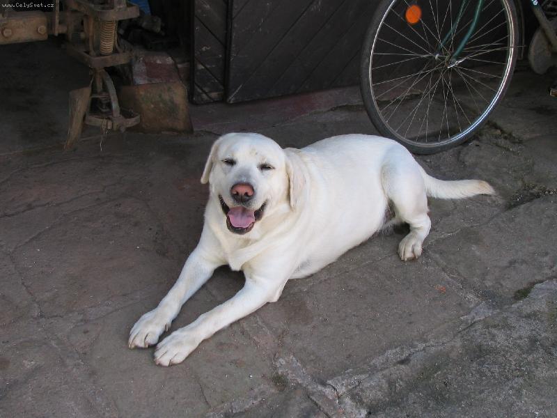 Foto: Beník odpočívající