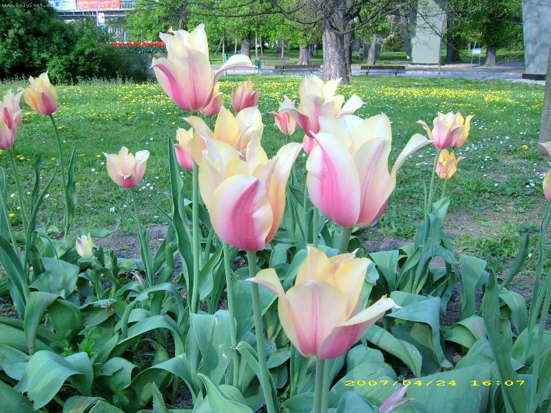 Foto: tulipány-z  procházky