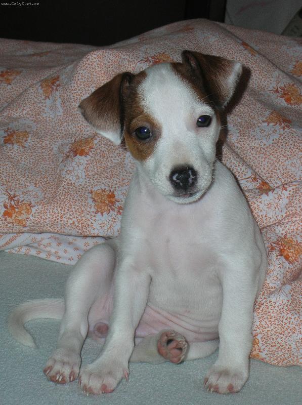 Foto: Naše Ela - 7 týdnů-Je to miláček rodiny ... I když trochu zlobí.  :)