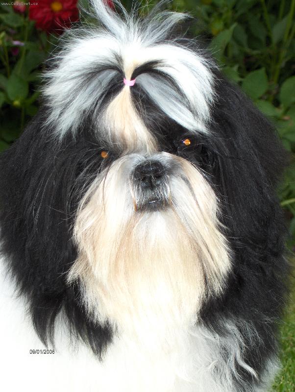 Foto: Princezna Lada z Ivafre